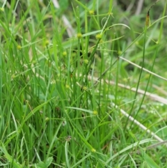 Cyperus sphaeroideus at Coree, ACT - 20 Nov 2018