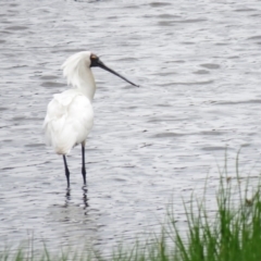 Platalea regia (Royal Spoonbill) at Jerrabomberra Wetlands - 21 Nov 2018 by KumikoCallaway