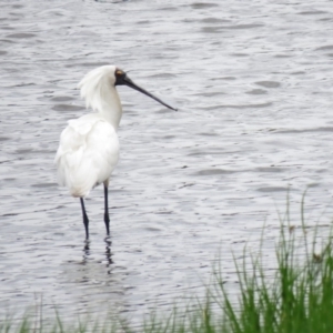 Platalea regia at Fyshwick, ACT - 21 Nov 2018