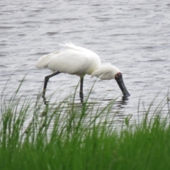 Platalea regia at Fyshwick, ACT - 21 Nov 2018 01:00 PM