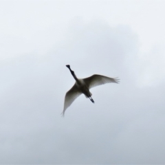 Platalea regia at Fyshwick, ACT - 21 Nov 2018 01:00 PM