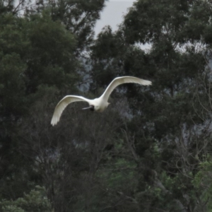 Platalea regia at Fyshwick, ACT - 21 Nov 2018 01:00 PM