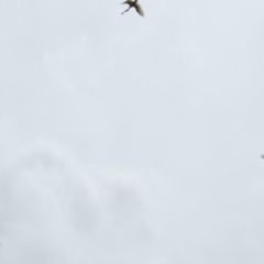 Platalea regia at Fyshwick, ACT - 21 Nov 2018 01:00 PM