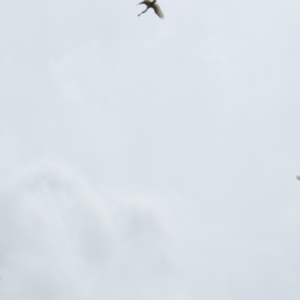 Platalea regia at Fyshwick, ACT - 21 Nov 2018 01:00 PM