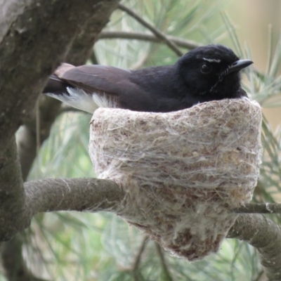 Rhipidura leucophrys (Willie Wagtail) at Fyshwick, ACT - 21 Nov 2018 by KumikoCallaway