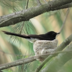 Rhipidura leucophrys at Fyshwick, ACT - 21 Nov 2018