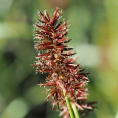 Cyperus lucidus (Leafy Flat Sedge) at Uriarra Village, ACT - 19 Nov 2018 by KenT