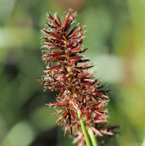 Cyperus lucidus at Uriarra Village, ACT - 20 Nov 2018