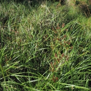 Cyperus lucidus at Uriarra Village, ACT - 20 Nov 2018