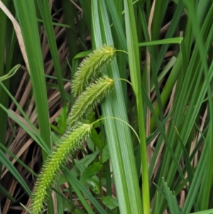 Carex fascicularis at Coree, ACT - 20 Nov 2018 10:48 AM