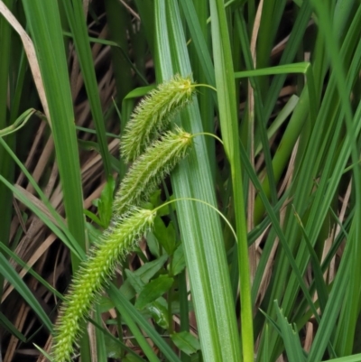 Carex fascicularis (Tassel Sedge) at Coree, ACT - 20 Nov 2018 by KenT