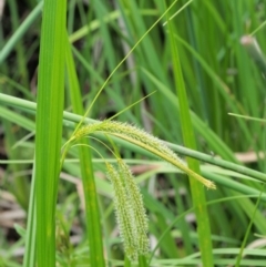 Carex fascicularis at Coree, ACT - 20 Nov 2018 10:48 AM