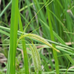 Carex fascicularis at Coree, ACT - 20 Nov 2018 10:48 AM