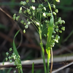 Briza minor at Coree, ACT - 20 Nov 2018