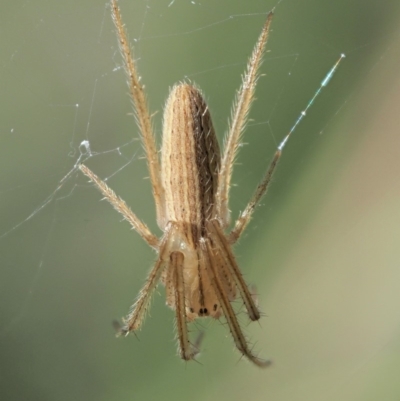 Larinia sp. (genus) (Larinia orb weaver) at Coree, ACT - 20 Nov 2018 by KenT