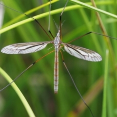 Ptilogyna sp. (genus) (A crane fly) at Coree, ACT - 20 Nov 2018 by KenT