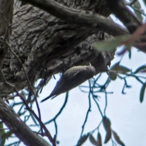 Cormobates leucophaea at Acton, ACT - 23 Nov 2018 12:50 PM