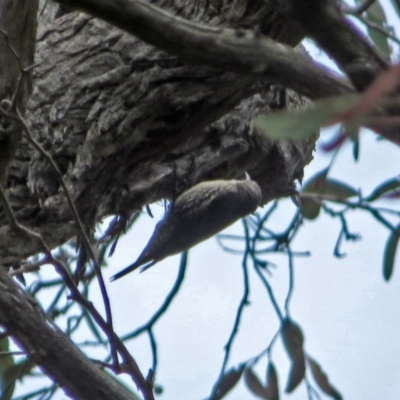 Cormobates leucophaea (White-throated Treecreeper) at ANBG - 23 Nov 2018 by RodDeb