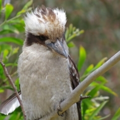 Dacelo novaeguineae (Laughing Kookaburra) at ANBG - 23 Nov 2018 by RodDeb