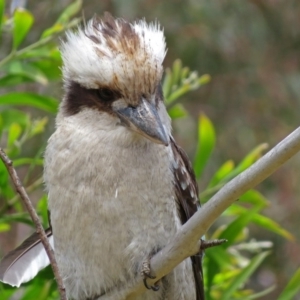 Dacelo novaeguineae at Acton, ACT - 23 Nov 2018 01:27 PM