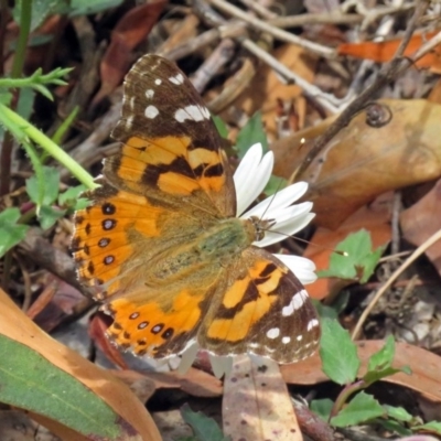 Vanessa kershawi (Australian Painted Lady) at ANBG - 23 Nov 2018 by RodDeb