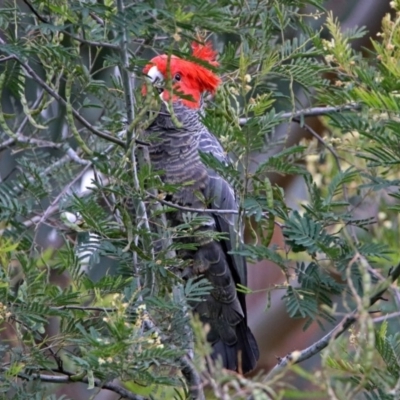 Callocephalon fimbriatum (Gang-gang Cockatoo) at ANBG - 23 Nov 2018 by RodDeb