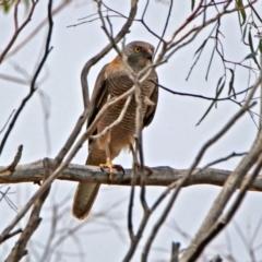 Tachyspiza fasciata (Brown Goshawk) at Acton, ACT - 23 Nov 2018 by RodDeb