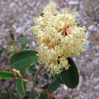 Pomaderris ligustrina subsp. ligustrina (Privet Pomaderris) at Molonglo Valley, ACT - 29 Nov 2018 by galah681