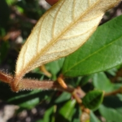 Pomaderris ligustrina subsp. ligustrina at Molonglo Valley, ACT - 29 Nov 2018