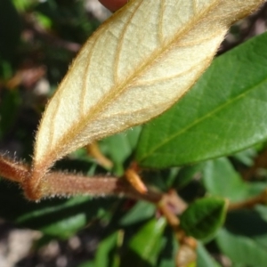 Pomaderris ligustrina subsp. ligustrina at Molonglo Valley, ACT - 29 Nov 2018