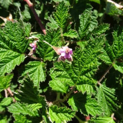 Rubus parvifolius (Native Raspberry) at Sth Tablelands Ecosystem Park - 30 Nov 2017 by galah681