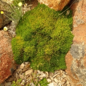 Scleranthus biflorus at Molonglo Valley, ACT - 28 Dec 2017