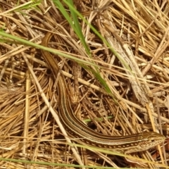 Ctenotus robustus (Robust Striped-skink) at Sth Tablelands Ecosystem Park - 27 Dec 2017 by galah681