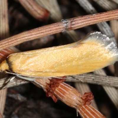 Parergophela melirrhoa (A concealer moth) at Mount Ainslie - 21 Nov 2018 by jb2602