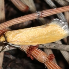 Parergophela melirrhoa (A concealer moth) at Mount Ainslie - 21 Nov 2018 by jb2602