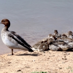 Chenonetta jubata (Australian Wood Duck) at Dickson, ACT - 25 Oct 2018 by jb2602