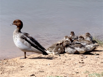 Chenonetta jubata (Australian Wood Duck) at Dickson, ACT - 24 Oct 2018 by jb2602