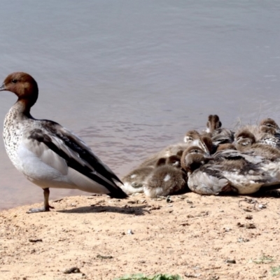 Chenonetta jubata (Australian Wood Duck) at Dickson Wetland Corridor - 24 Oct 2018 by jb2602