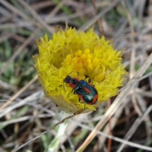 Dicranolaius villosus at Cooma, NSW - 17 Nov 2018 09:23 AM