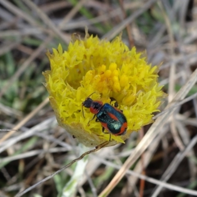 Dicranolaius villosus (Melyrid flower beetle) at Cooma Grasslands Reserves - 17 Nov 2018 by JanetRussell