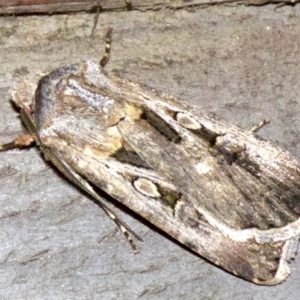 Agrotis munda at Rosedale, NSW - 2 Oct 2018 10:29 PM