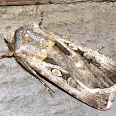 Agrotis munda (Brown Cutworm) at Rosedale, NSW - 2 Oct 2018 by jb2602