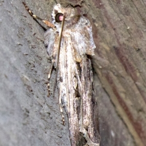 Agrotis munda at Rosedale, NSW - 2 Oct 2018