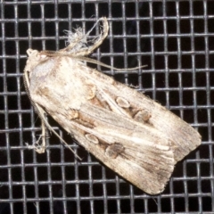 Agrotis munda at Rosedale, NSW - 2 Oct 2018 10:29 PM