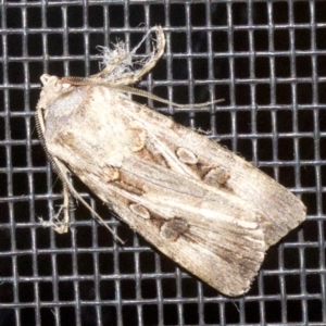 Agrotis munda at Rosedale, NSW - 2 Oct 2018