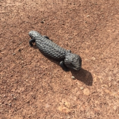 Tiliqua rugosa (Shingleback Lizard) at Wamboin, NSW - 15 Oct 2018 by AnaMaria