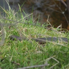 Austrelaps ramsayi (Highlands Copperhead) at Crackenback, NSW - 4 Nov 2018 by wombey