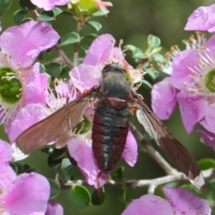 Comptosia sp. (genus) (Unidentified Comptosia bee fly) at Acton, ACT - 22 Nov 2018 by TimL