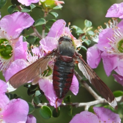 Comptosia sp. (genus) (Unidentified Comptosia bee fly) at Acton, ACT - 22 Nov 2018 by TimL