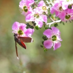 Comptosia sp. (genus) at Acton, ACT - 22 Nov 2018 10:28 AM